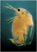 fig of parasitised Daphnia magna
