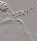 fig of male antennule in Daphnia magna