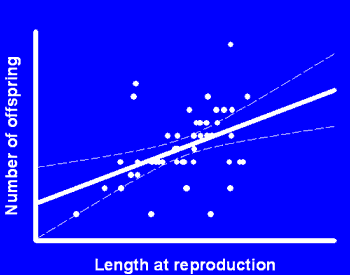 graph showing correlation between length at first reproduction and number of 
  offspring produced